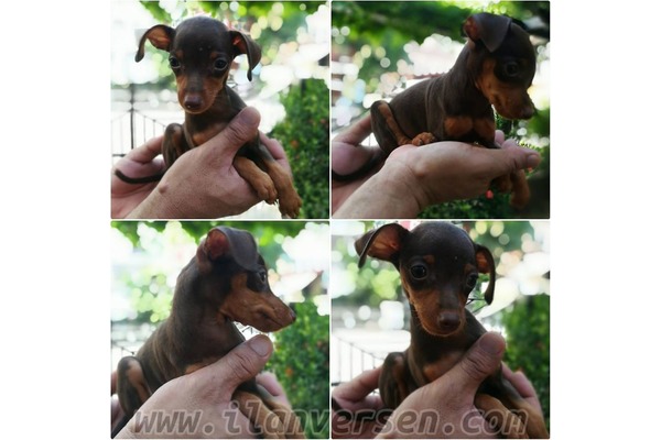 Konak Mah. Pinscher ilanları