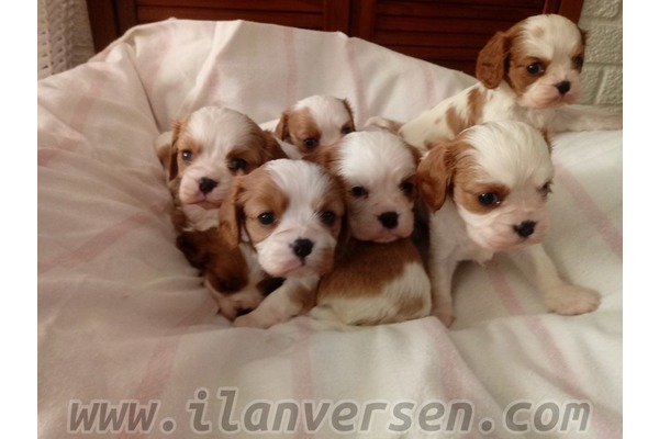 Cavalier king Charles Sahibinden 1 TL