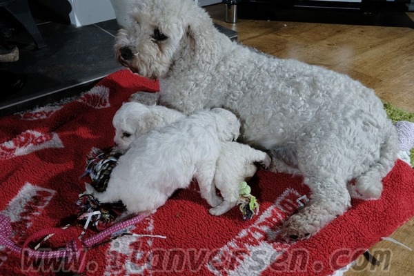 Maltese terrier Dişi ve Erkek Ergene Mah.