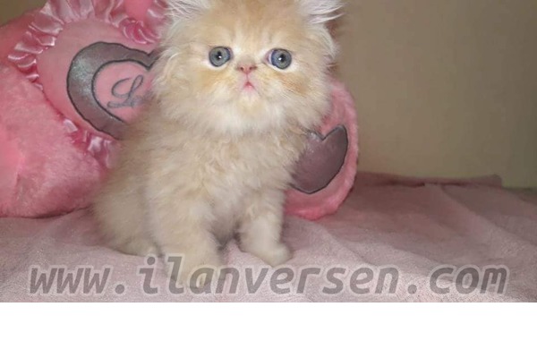 kedi İran fiyatları