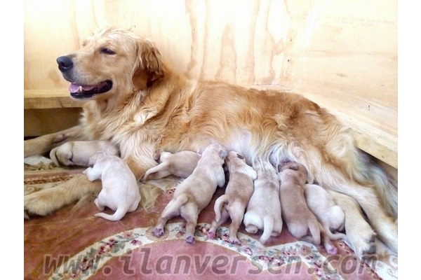 Çamlaraltı Mah. Golden retriever ilanları