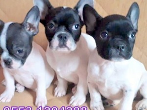 French bulldog Dişi ve Erkek Gürpınar Mah.