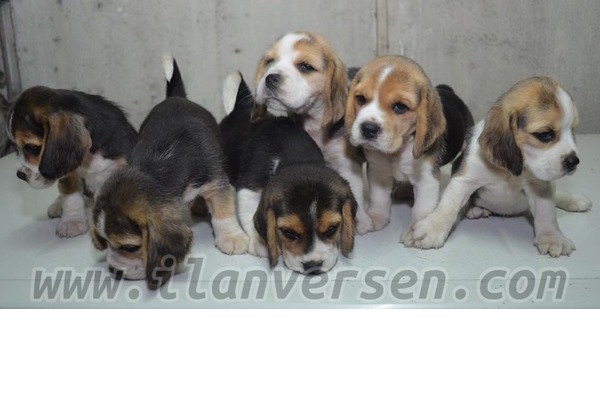 Beagle Dişi ve Erkek Ergene Mah.