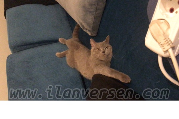 kedi ilanlari Kayışdağı Mah.