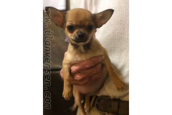 Chihuahua Sahibinden Konak Mah.