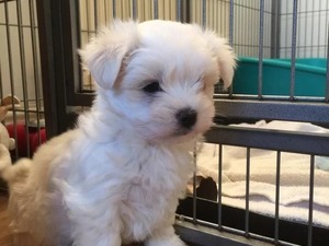 ücretsiz köpek istanbul Maltese terrier yaş 1