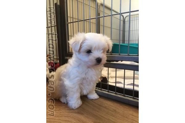 Maltese terrier yaş 1