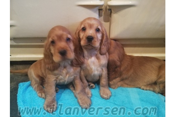 köpek American coccer fiyatları