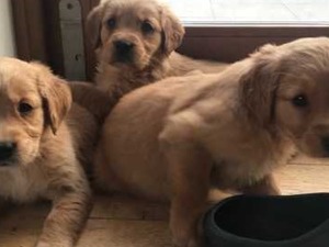 Ergene Mah. köpek fiyatları