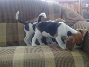 beagle yavruları izmir Beagle Sahibinden 1 TL