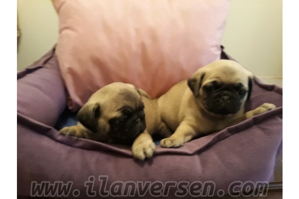 köpek ilanlari Kızılay Mah.