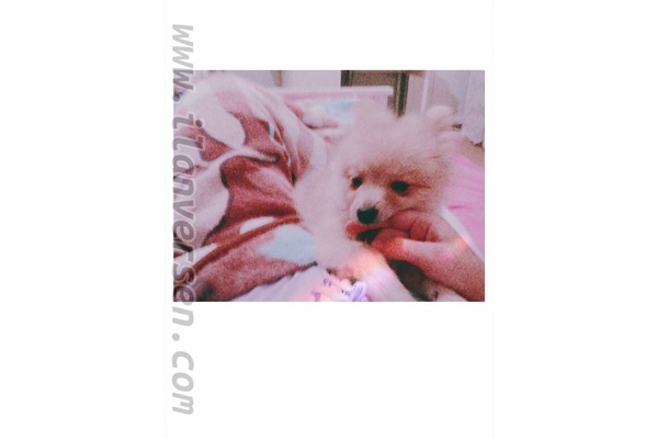 Aşılı Pomeranian