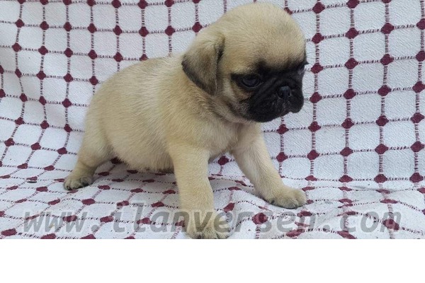Pug 1 TL Birlik Mah.