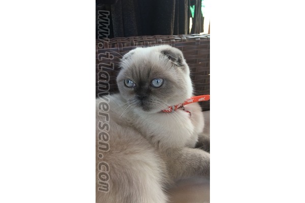 kedi ilanlari Eskiçeşme Mah.