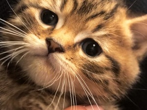Scottish fold Topkapı Mah.