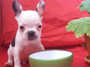 French bulldog yaş 0-3 Aylık Atatürk Mah.