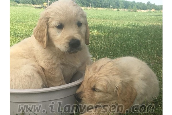 köpek ilanlari Merkez Efendi Mah.