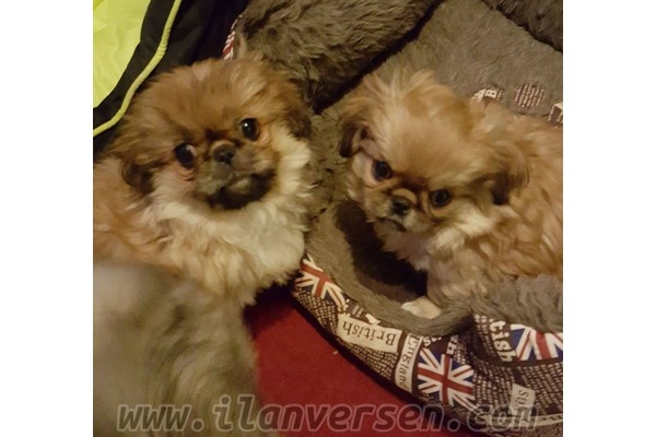 Konak Mah. köpek ilanı ver