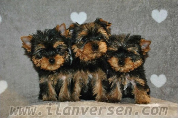 Yorkshire terrier Dişi ve Erkek Ergene Mah.