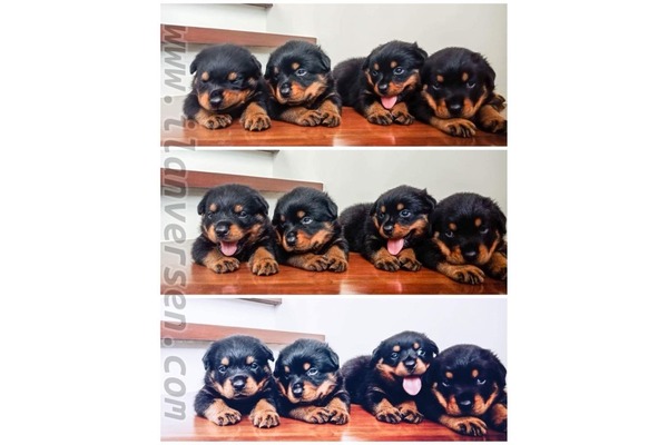 Rottweiler 1 TL Ergene Mah.
