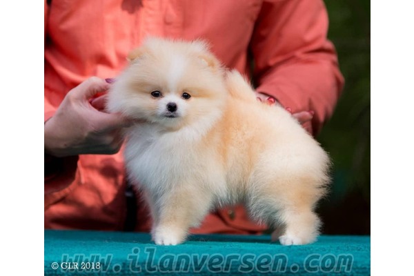 Pomeranian Sahibinden 0 TL