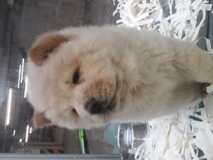 Balat Mah. köpek ilanları