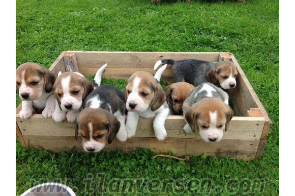 Beagle Dişi ve Erkek köpek