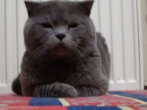 Ataevler Mah. kedi ilanı