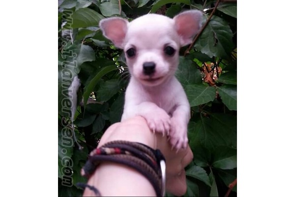 köpek Chihuahua fiyatları