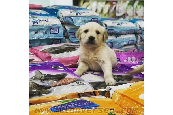 köpek Golden retriever fiyatları