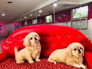satılık k9 yavruları köpek Pekinez fiyatları