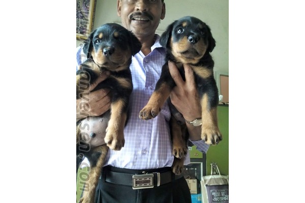 Rottweiler yaş 0-3 Aylık