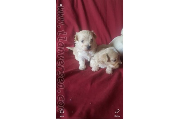 Ergene Mah. köpek fiyatları