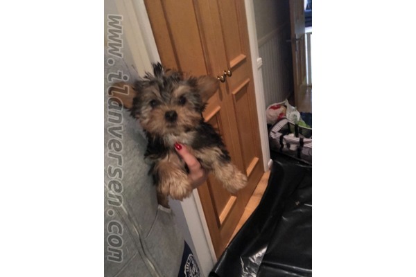 Ergene Mah. köpek ilanı