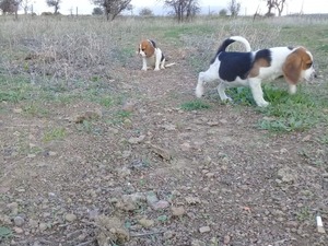 beagle yavru izmir Beagle Sahibinden Atatürk Mah.