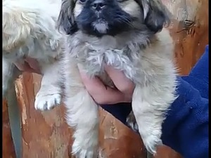 satılık pekinez yavruları köpek Pekinez fiyatları