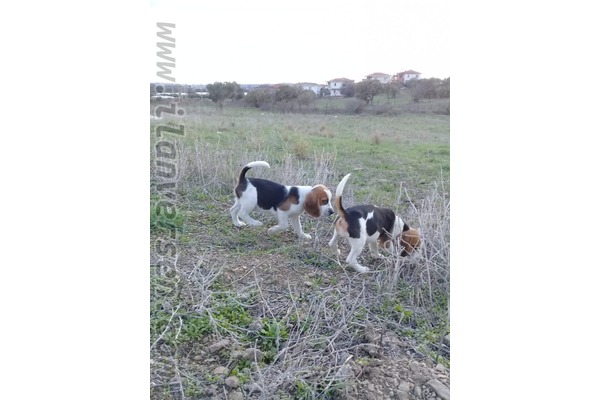 Beagle Sahibinden Atatürk Mah.