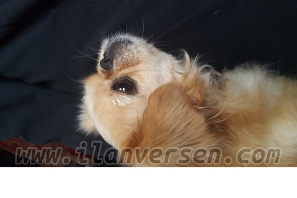 Pekinez Dişi köpek