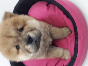 yaş 0-3 Aylık köpek Balat Mah.