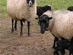 koyun fiyatı Doğanbey Köyü hayvanlar ilanı ver