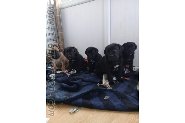 köpek ilanlari Atatürk Mah.