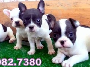 French bulldog yaş 0-3 Aylık