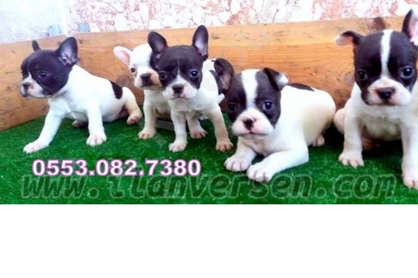 French bulldog yaş 0-3 Aylık