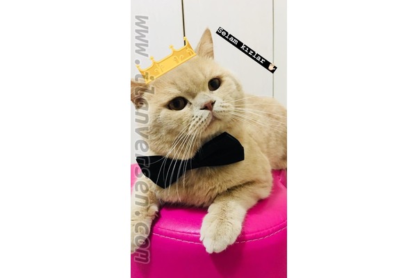British shorthair Erkek Çakmak Mah.