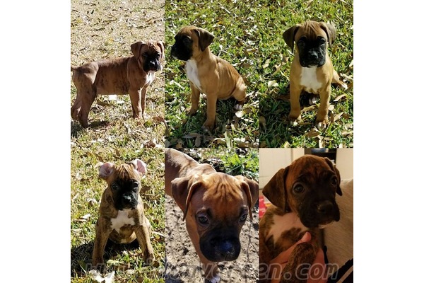 yaş 0-3 Aylık köpek Konak Mah.