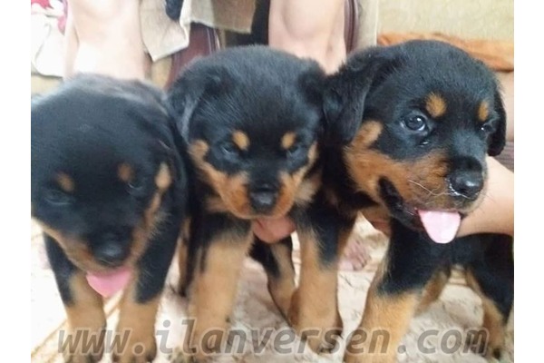 Rottweiler 1 TL Ergene Mah.