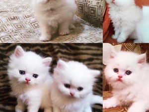 saf ankara kedisi kedi Ankara fiyatları