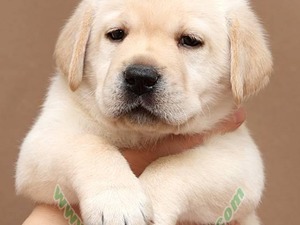  köpek Labrador fiyatları