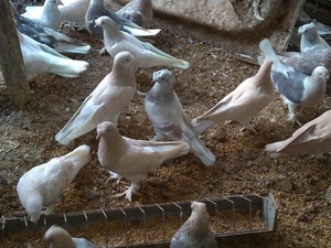 kuş güvercin Cumhuriyet Mah. hayvanlar ilanları