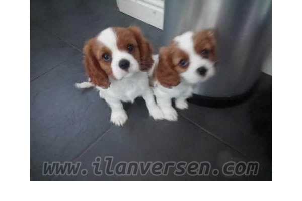 Cavalier king Charles Dişi ve Erkek köpek